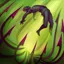 Stranglethorns