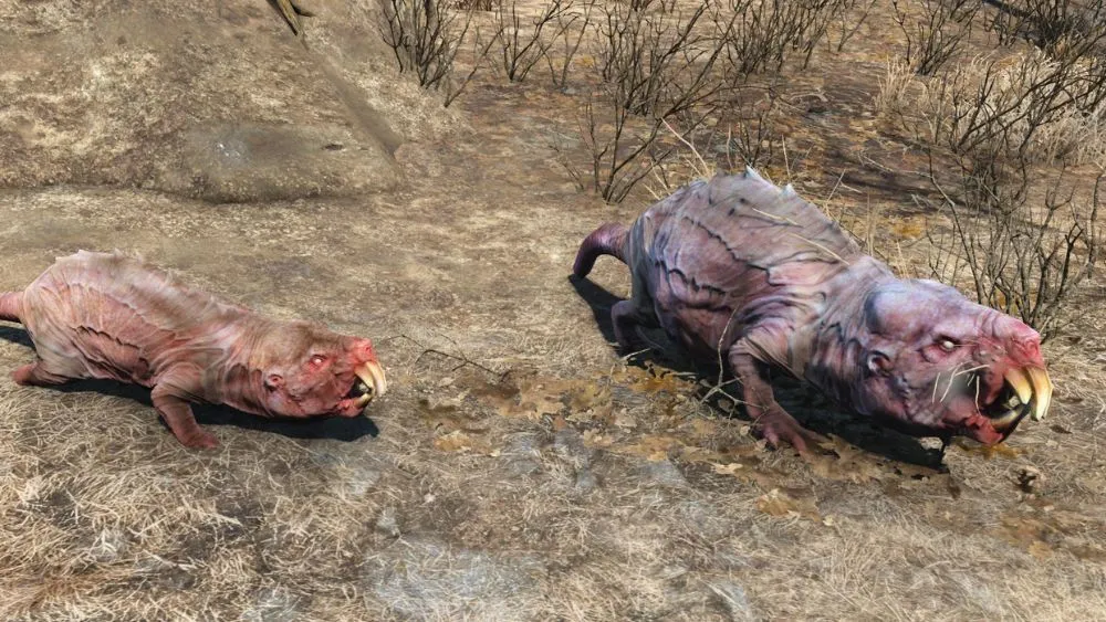 Fallout 76: все локации кротокрысов и как их убить