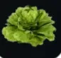 Lettuce Palworld.png