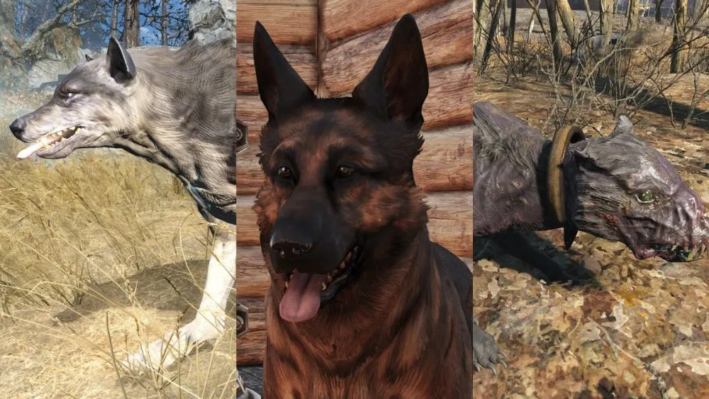 Все локации собак в Fallout 76